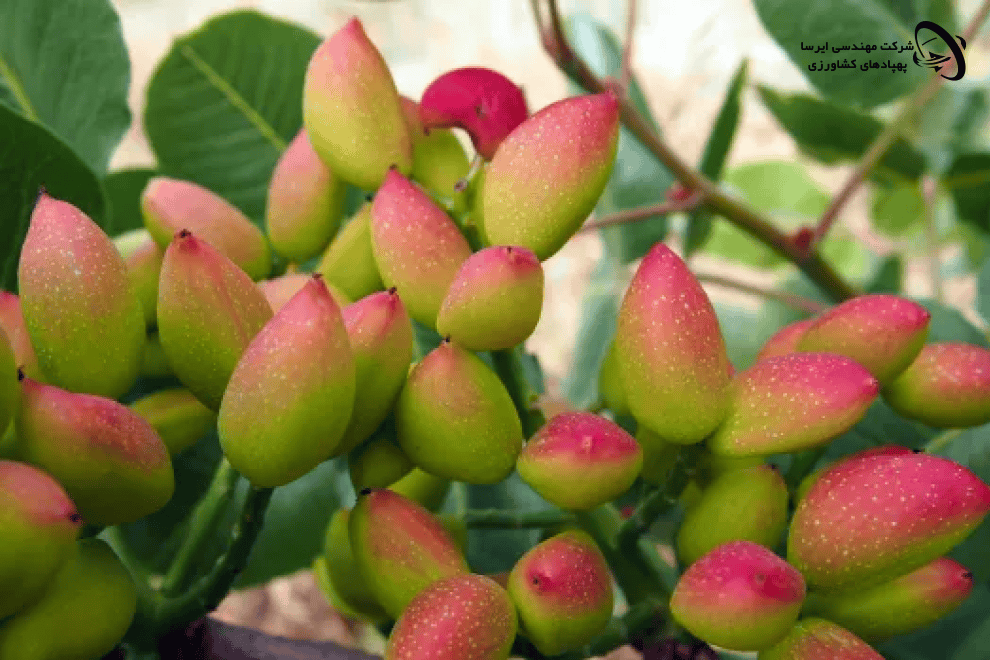 مزایای سمپاشی پسته