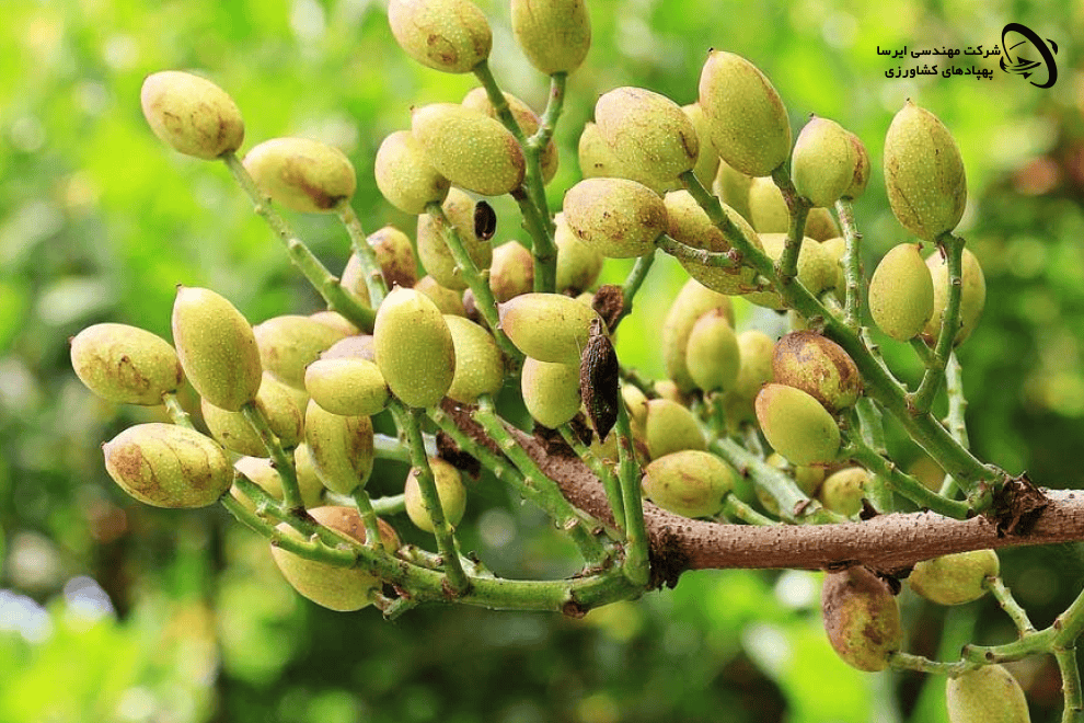 تقویم سمپاشی پسته